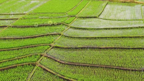 vista panorámica de los arrozales en canggu bali con plantas de arroz en varias etapas de crecimiento