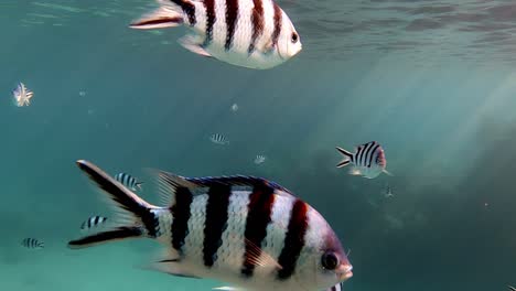 school of scissortail sergeants  swims near the water surface in the blue ocean.-closeup shot