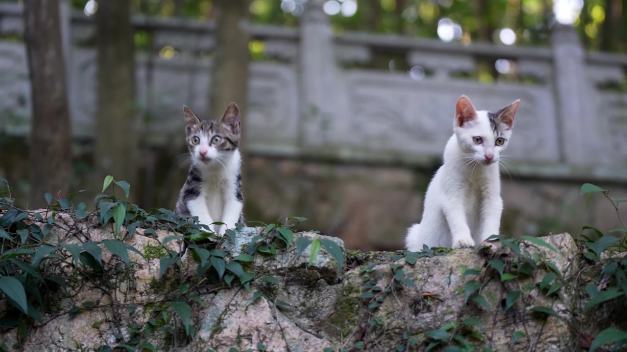 Due gattini in piedi su un masso che si guardano intorno.