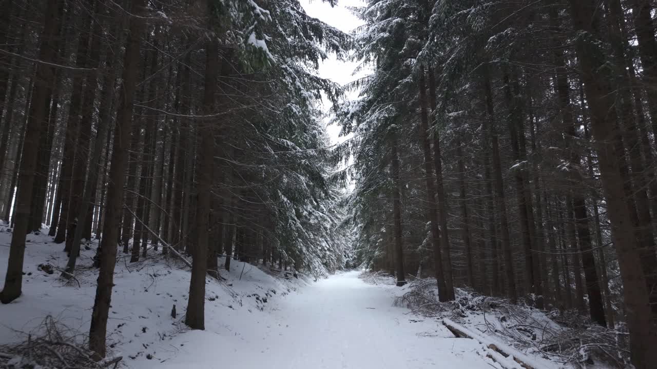 Winter trail in the forest. Trees covered with snow in a dense forest from a first person perspective