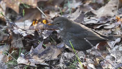 Gemeine-Amsel,-Die-Tote-Blätter-Aus-Dem-Boden-Zieht,-Um-Nest-Zu-Bauen,-Zeitlupe,-Tag