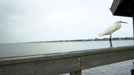 Snowy-egret-walking-a-rail-of-a-pier-at-Halifax-River-in-Daytona-Florida