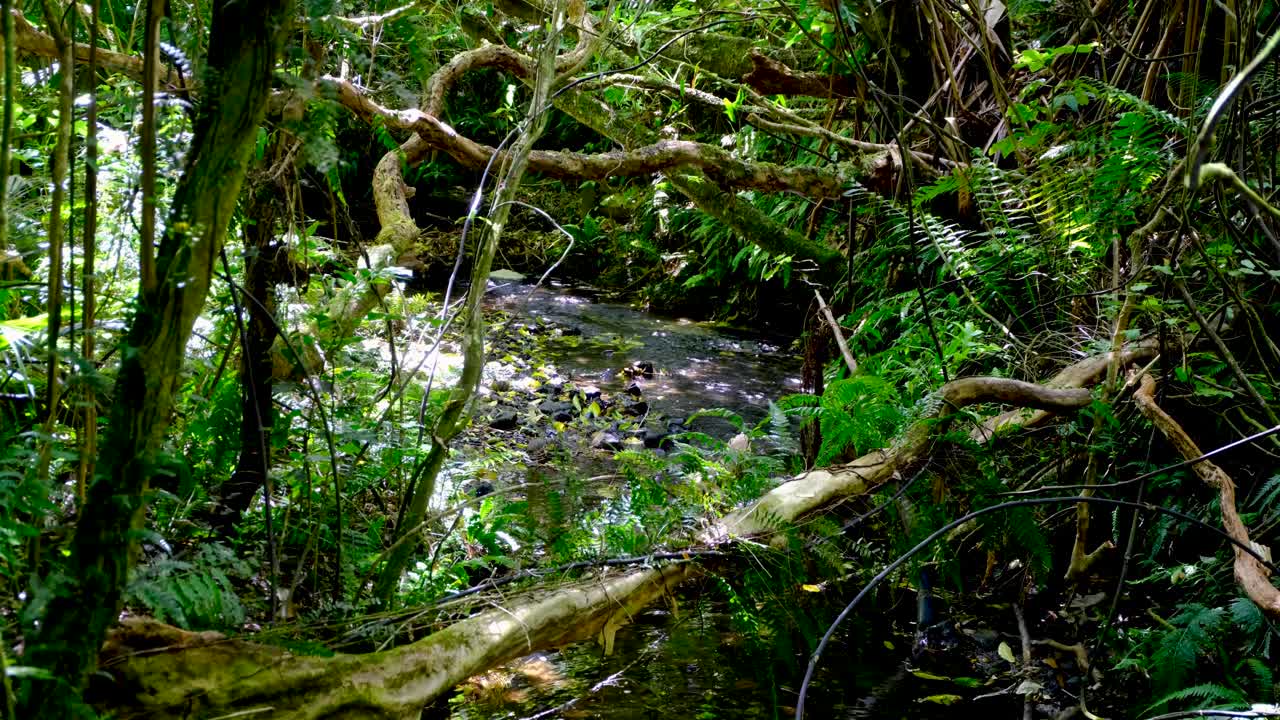Scenic view flowing freshwater stream deep in forest environment with sunlight filtering through trees in Wellington, New Zealand Aotearoa