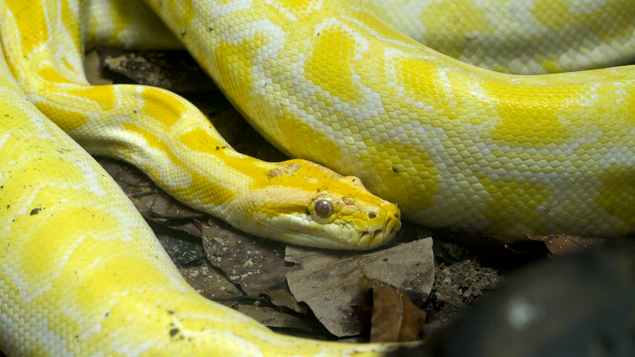 Yellow Reticulated python