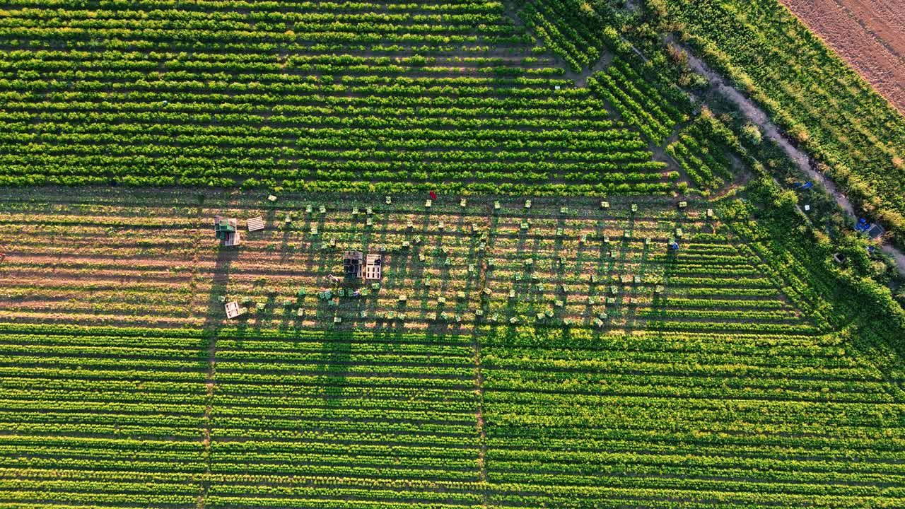 Aerial View of Celery Harvest in Rows