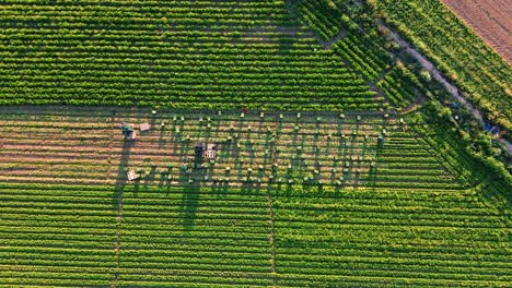 aerial view of celery harvest in rows