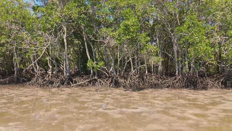 raíces de manglar en el hábitat de los humedales costeros