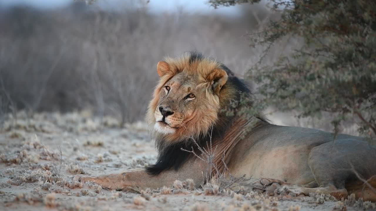 una toma amplia de un león de melena negra descansando y girando la cabeza para mirar la cámara, parque transfronterizo kgalagadi