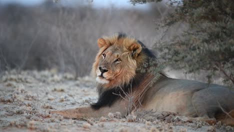 a wide shot of a black-maned lion resting and turning its head to look at the camera, kgalagadi transfrontier park