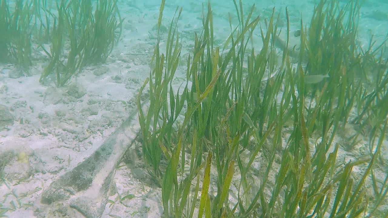 야생 외딴 열대 섬, 스노클링 및 스쿠버 다이빙 수중 낙원에 있는 맑고 투명한 바다 자연 서식지에서 수영하고 해초를 먹는 은색 열대어 떼