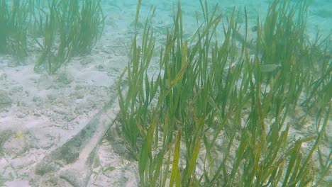 Shoal-of-silver-tropical-fish-swimming-through-and-eating-sea-grasses-in-crystal-clear-ocean-natural-habitat-on-wild-remote-tropical-island,-snorkeling-and-scuba-diving-underwater-paradise