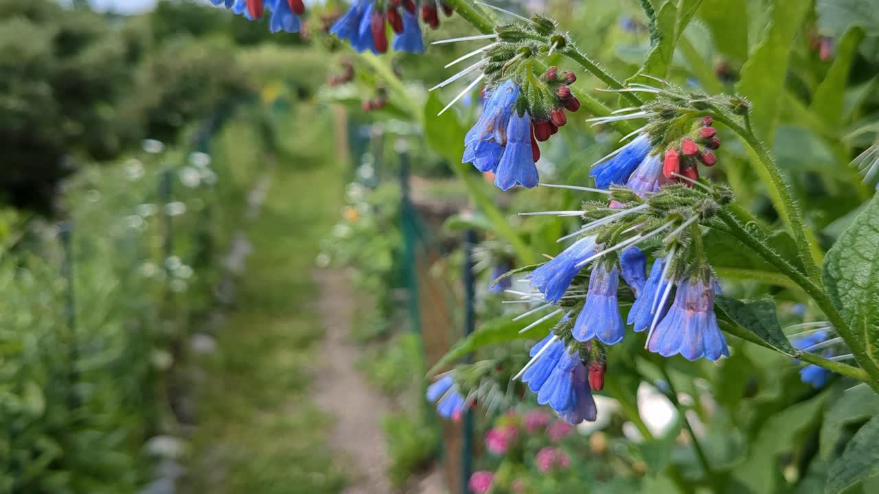 Grøn havesti med søde blå blomster Symphytum asperum, havedetalje