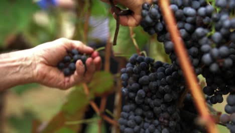 hands of an older caucasian man cutting off a big cluster of red grapes during the autumn harvest, slow motion