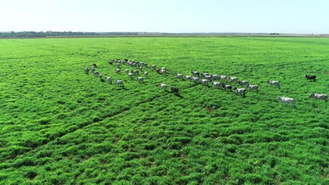 cows walking through lush green pasture, drone rotating medium view, nelore cattle