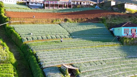 aerial panning view revealing worker manually spraying fertilizer on the agricultural rural crop lands of southeast asia