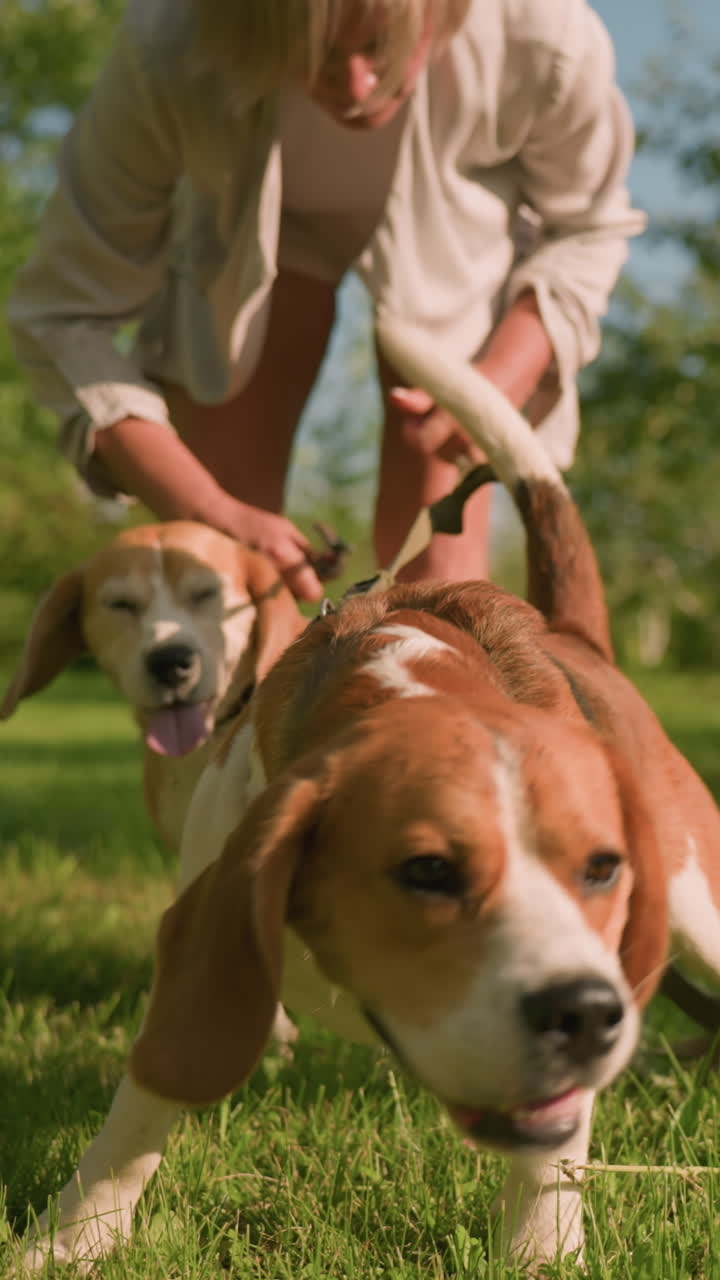 dueña del perro deteniendo a sus perros de arrojarse hacia adelante, con un perro explorando la hierba y otro siendo sostenido, la escena incluye vegetación exuberante, árboles y luz solar cálida