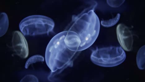 acuario de valencia 23