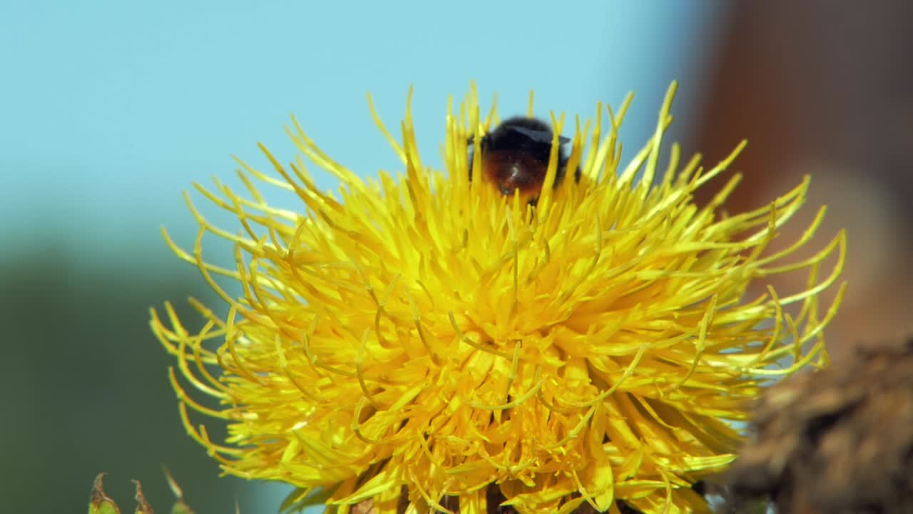 un primer plano macro de un abejorro en una flor amarilla buscando comida y volando