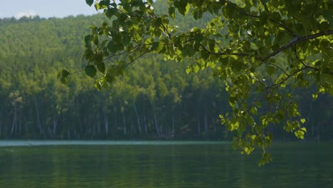 serene forest lake scene