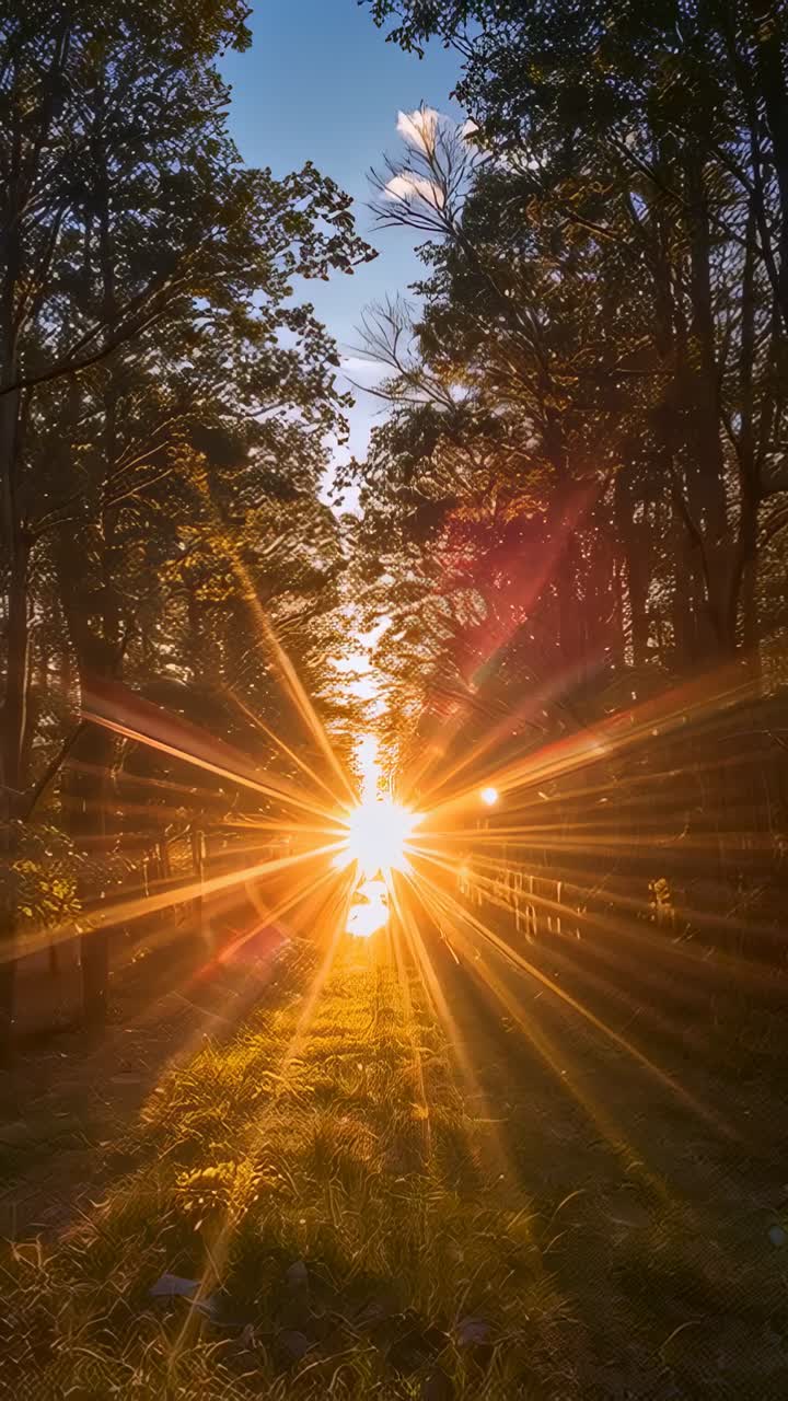 Vídeo vertical: enquadramento do sol baixo movendo-se em direção às árvores, criando raios estelares e reflexos rosa ao longo do caminho de grama