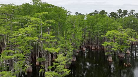 Panning-shot-across-the-tree-covered-lake