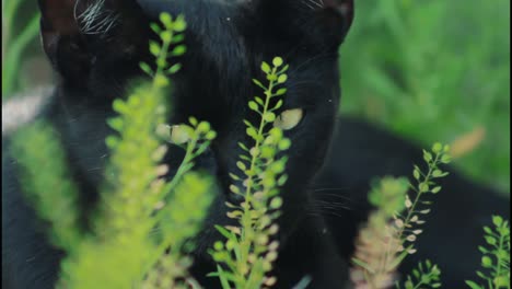 black cat in grass