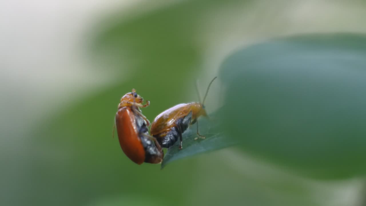 Two ladybugs mating on leaves in the garden. Macro footage of ladybugs