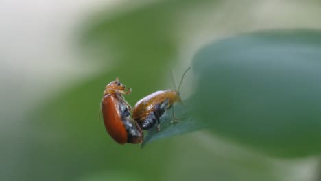 two ladybugs mating on leaves in the garden. macro footage of ladybugs