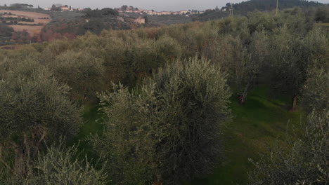 aerial shot on italian olive trees in tuscany