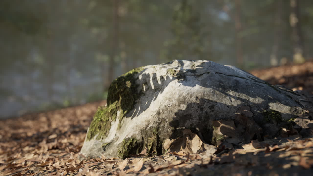 A moss covered rock rests on the forest floor surrounded by fallen leaves