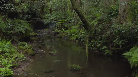 nawa river forest, pullback through jungles of tottori, japan