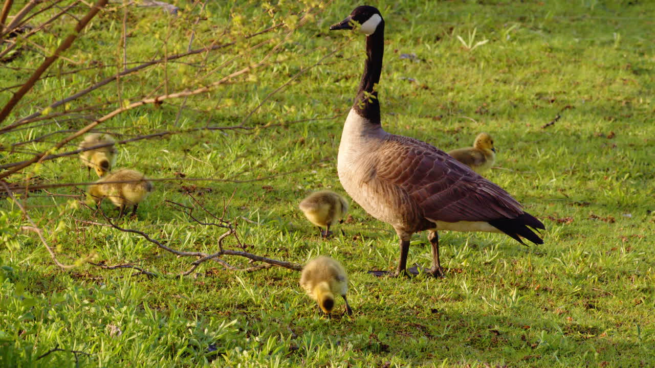 Graceful slow motion reveals goslings' first experiences walking and swimming.