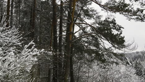 bosque cubierto de nieve