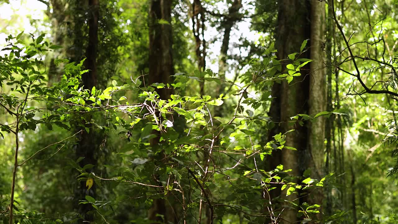 Dense forest scene with sunlight filtering through leaves, showcasing vibrant greenery and towering trees in a serene natural setting