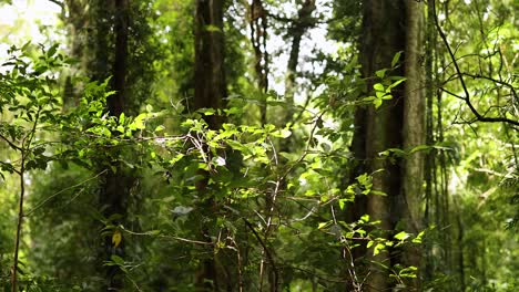 dense forest scene with sunlight filtering through leaves, showcasing vibrant greenery and towering trees in a serene natural setting