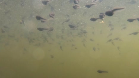 school of tadpoles swim on the murky water of the lake