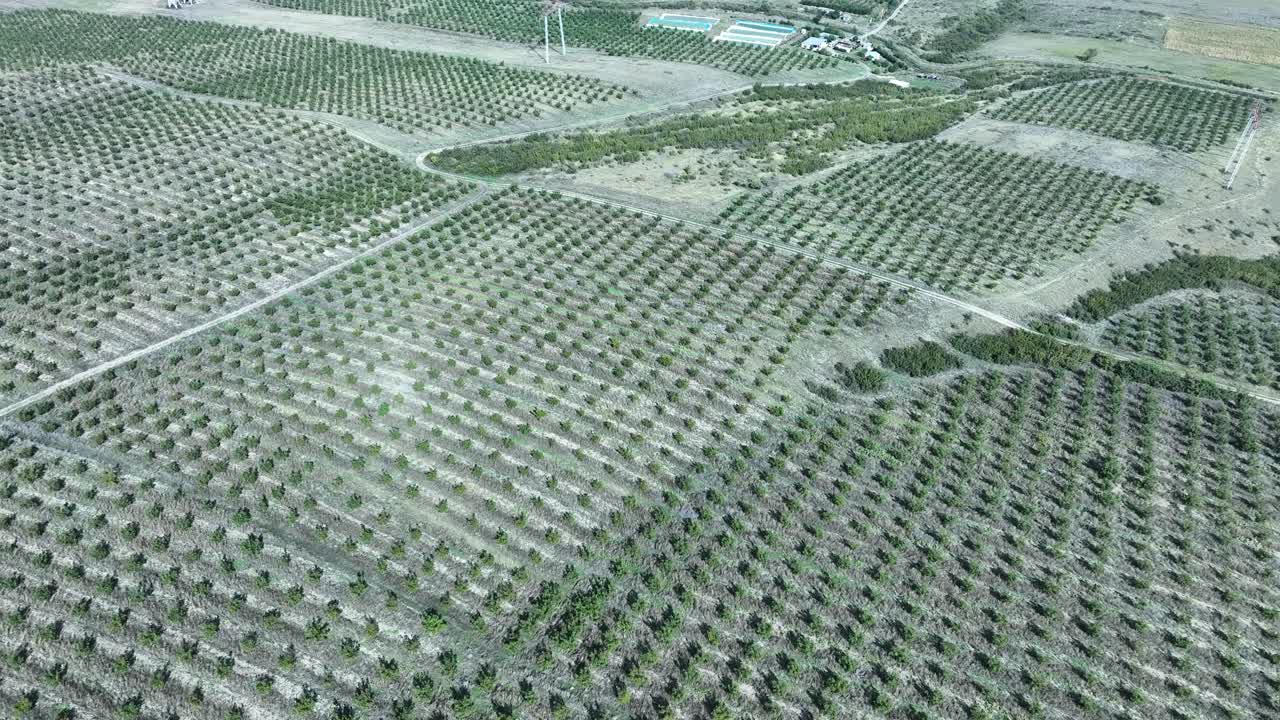 Aerial View of a Large Orchard
