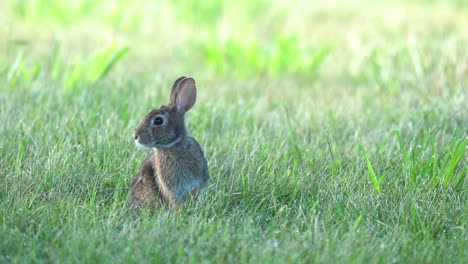 an alert cottontail rabbit sitting in the short green grass of the lawn