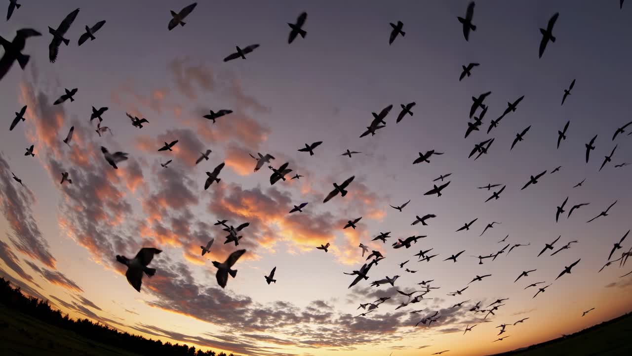 A dynamic, wide-angle shot captures a flock of birds silhouetted against a colorful sunset sky