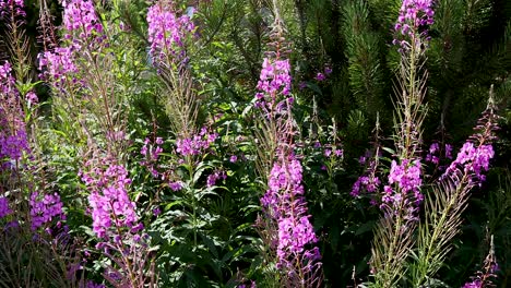 pink flowers blooming in lush green garden