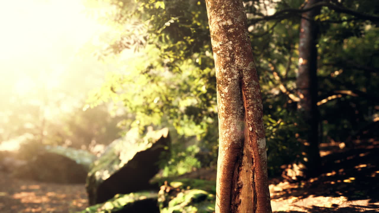 숲 에 있는 나무 의 잎 을 통해 빛 이 필터링 되는 것