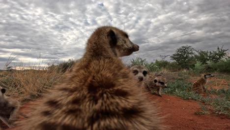 perspectiva a nivel del suelo muy cercana de la parte posterior de una suricata sentada en su madriguera mirando a su alrededor en el sur de kalahari