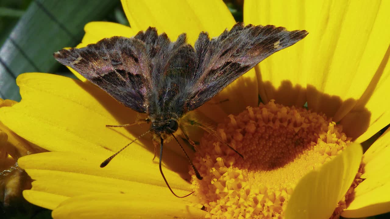 Primissimo piano di falena marrone che usa la sua appendice estesa su un fiore giallo