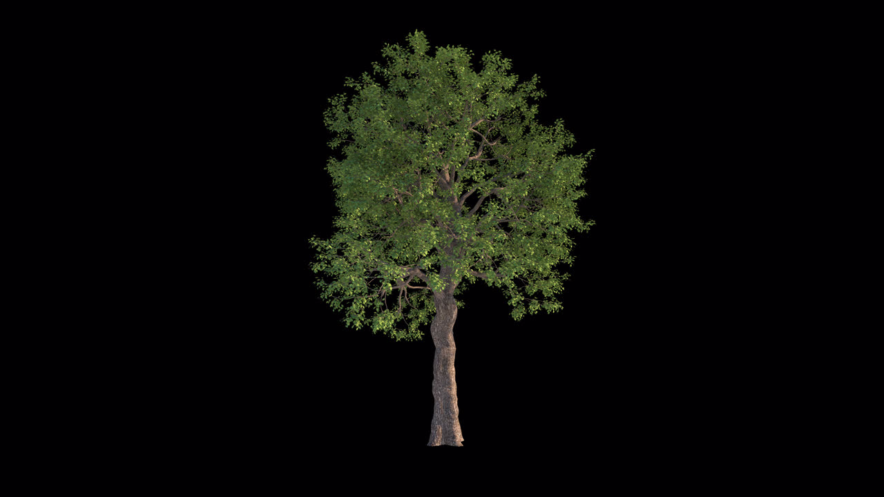 Singolo albero verde frondoso su sfondo nero
