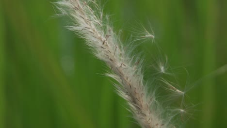 hierba de algodón en el viento