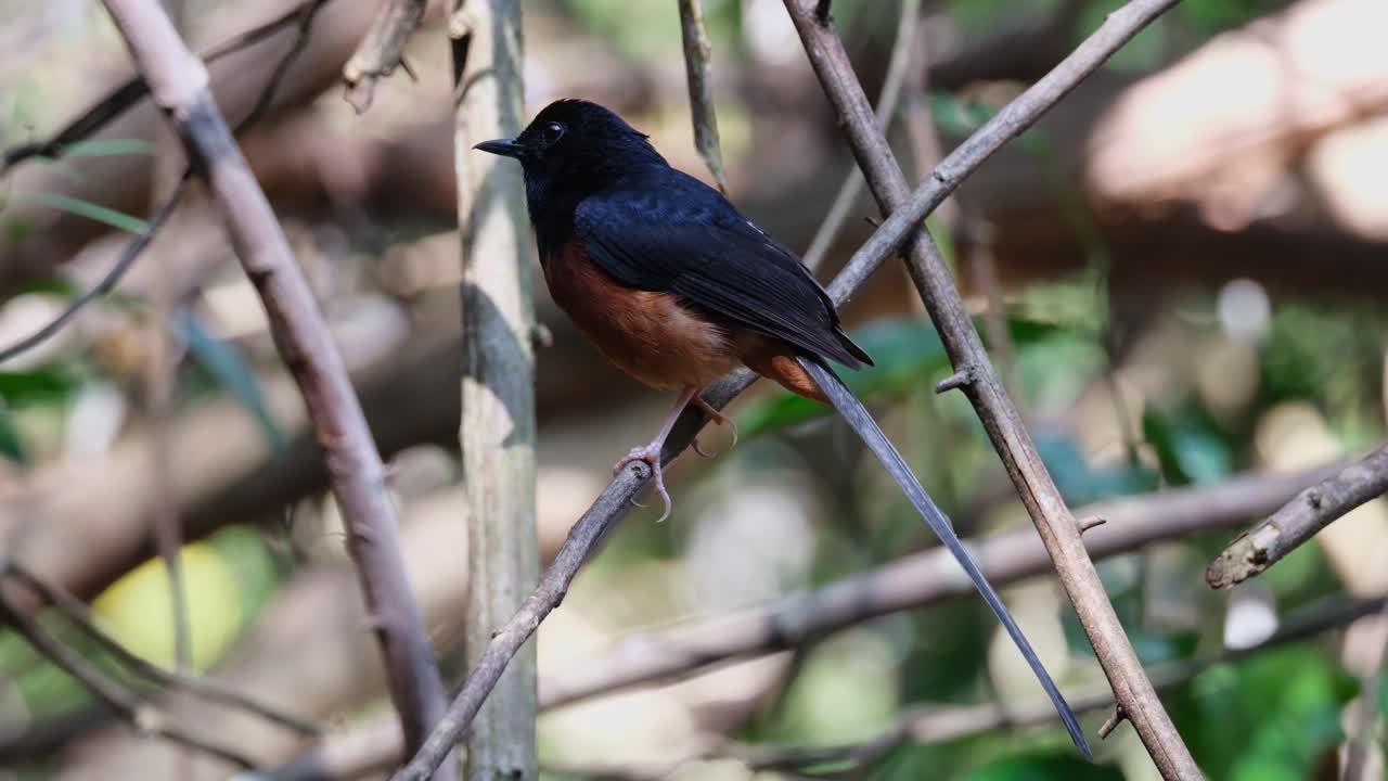 mirando hacia la izquierda moviéndose con un viento suave, shama copsychus malabaricus, macho, tailandia