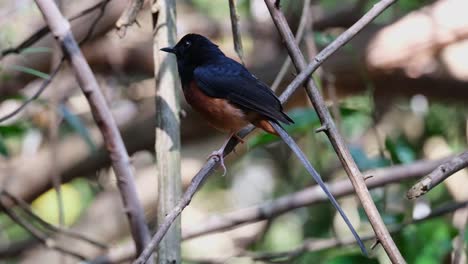 Nach-Links-Gerichtet,-Sich-Mit-Etwas-Leichtem-Wind-Bewegend,-Weißbürzel-Shama-Copsychus-Malabaricus,-Männlich,-Thailand