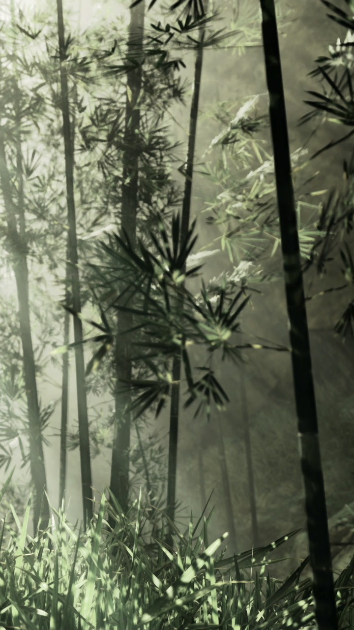 Bamboo forest with mist in the morning light