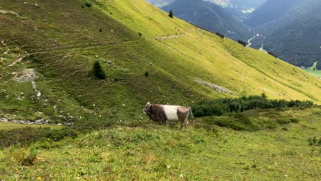 beautiful footage of a cow in the swiss alps