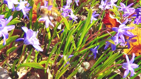 slow motion of honey bee working in garden in spring, 30fps